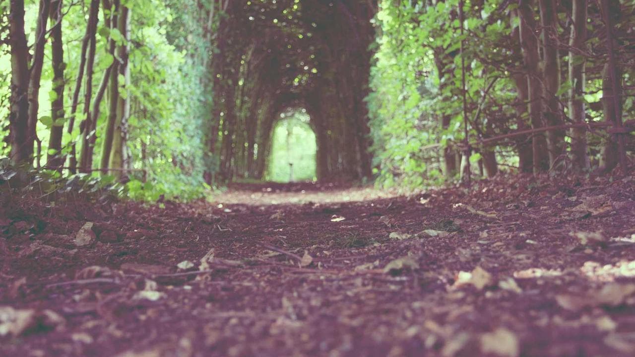 Healthy crops in field with AI monitoring overlay showing disease detection results