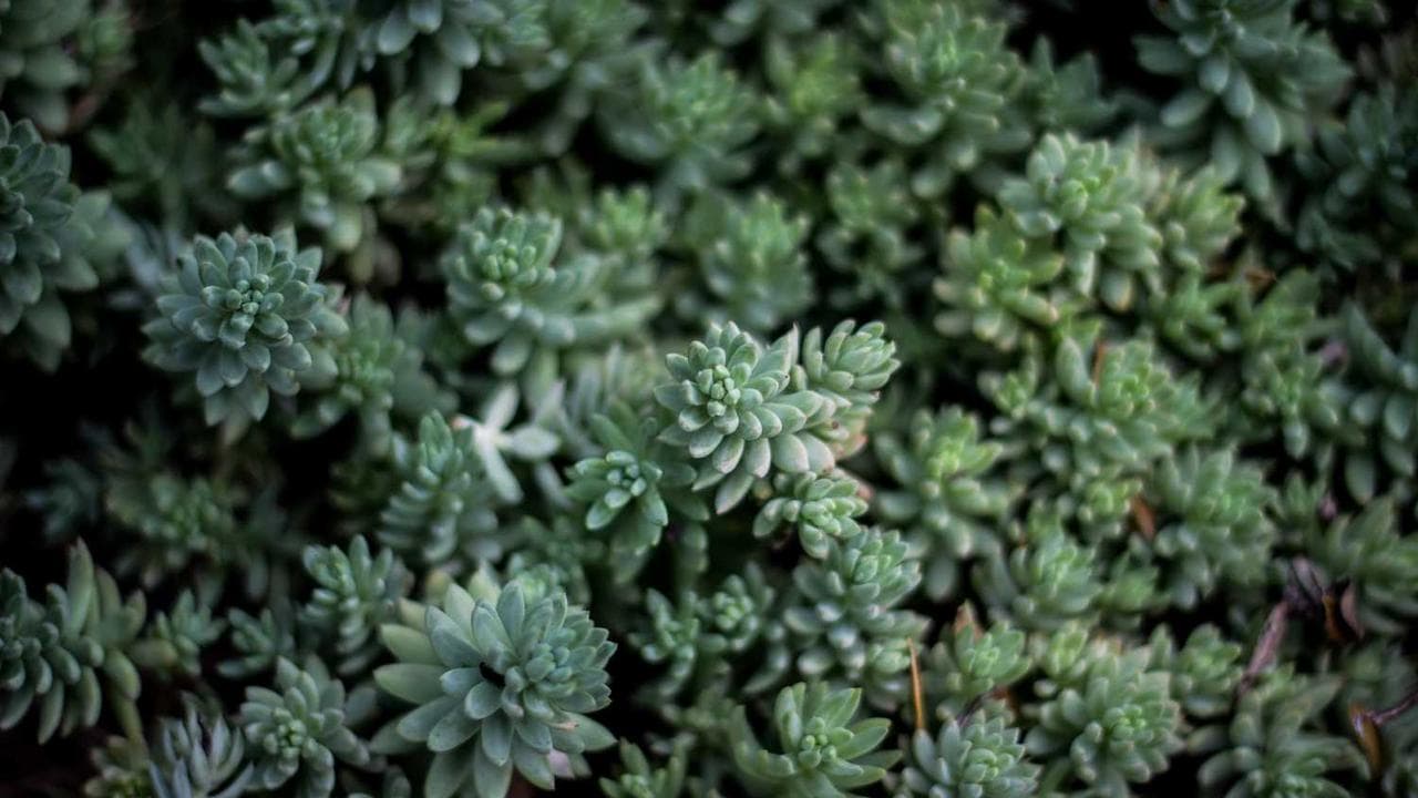 AI network operations reducing outages through predictive intelligence